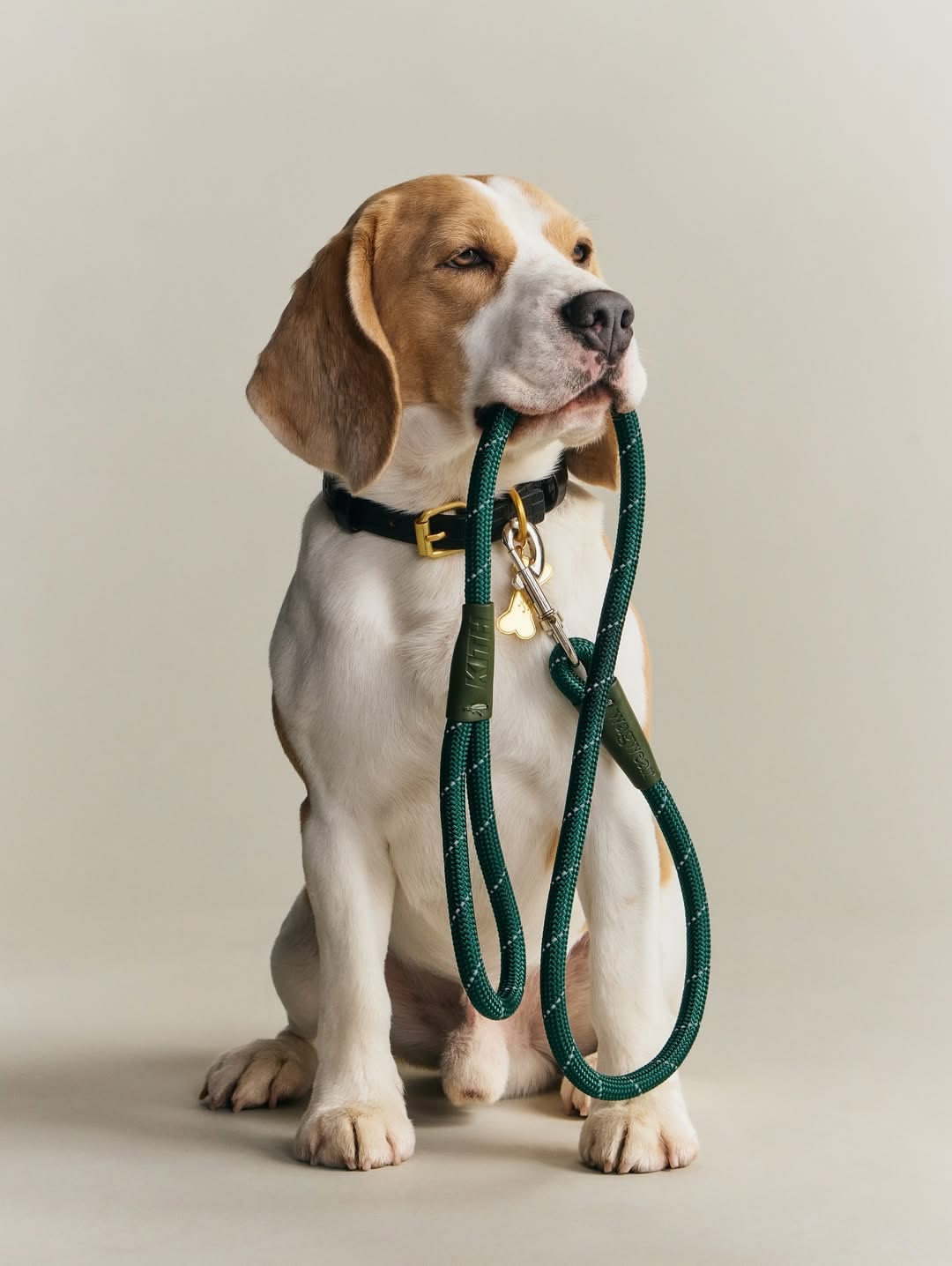 Practical dog leashes for everyday walks