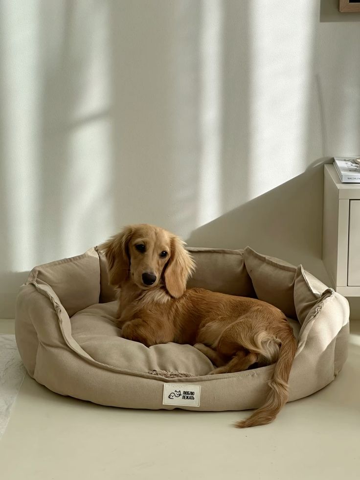 Comfortable dog beds for everyday rest
